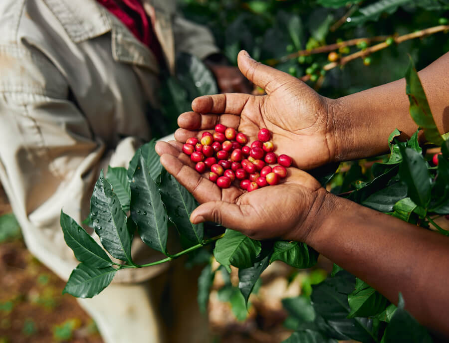 Best Low Acid Coffee for Weight Loss — The GLP-1 Era Guide