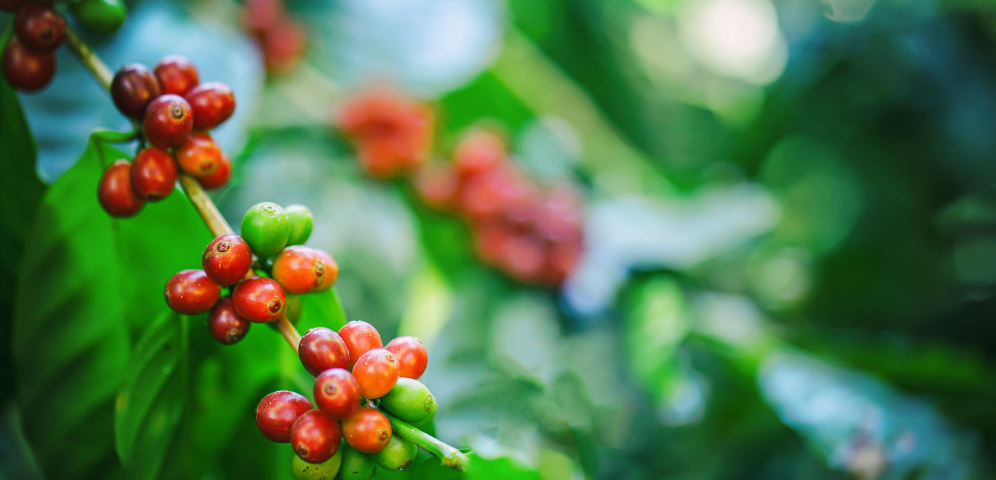 Illy Whole Bean Coffee — Is the Premium Price Worth It?