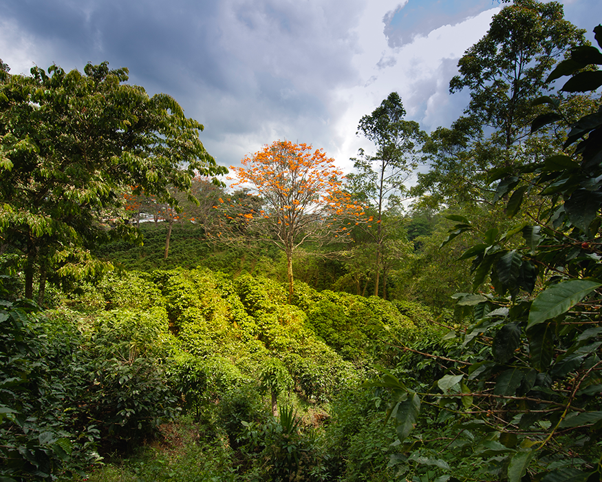 Low Acid Coffee Beans — How to Choose Them for pH 5.82 | Puroast